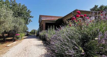 Holiday House OLLY in Rovinj