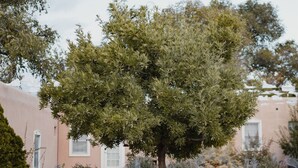 Un jardín ajardinado con diversas plantas y un sendero de piedra que conduce a un edificio.