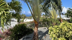 Una palmera con tronco texturizado y hojas verdes grandes en un jardín ajardinado con suelo de grava.