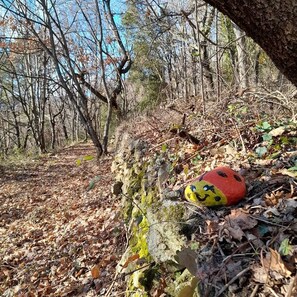 Hiking