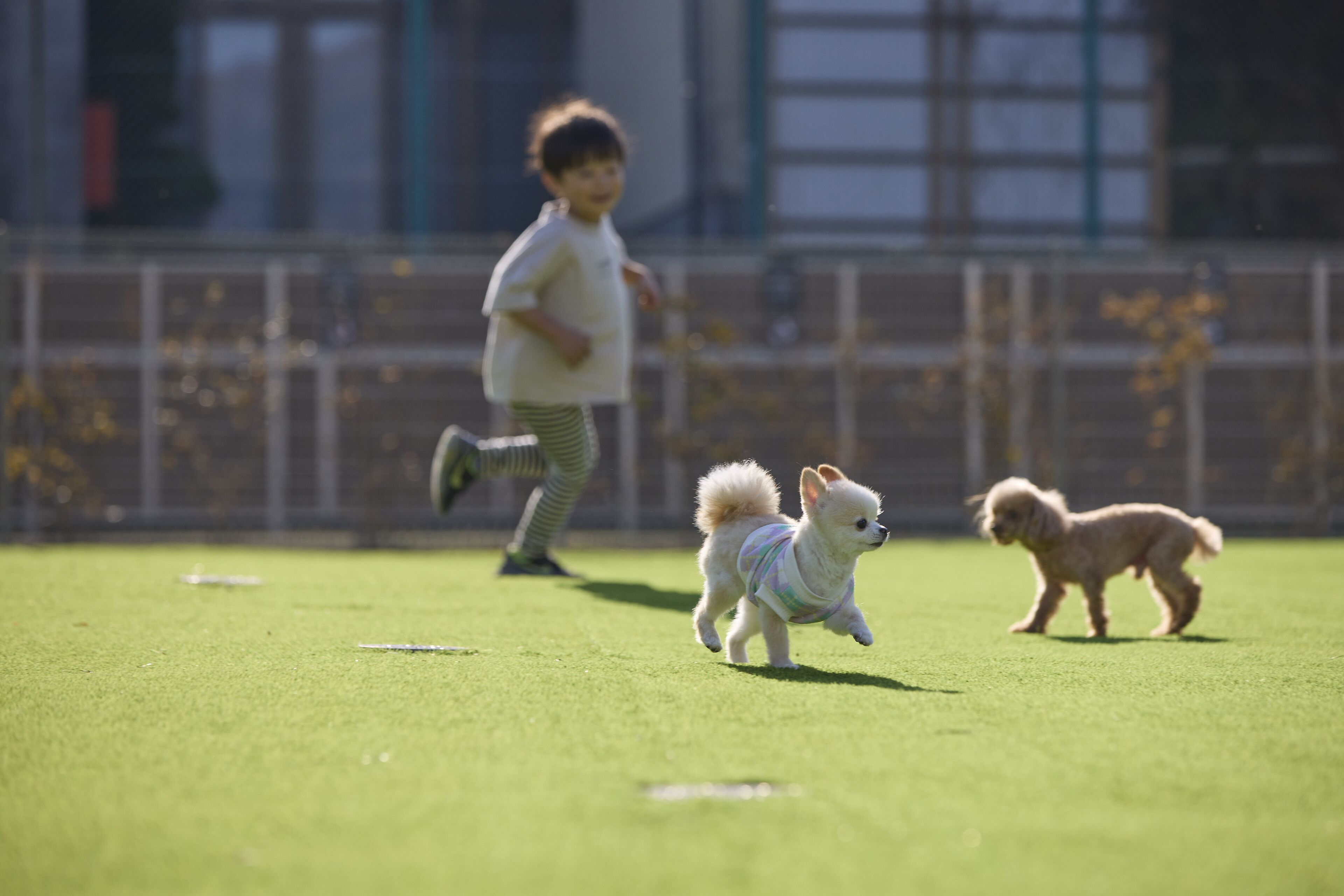 A grassy field with a small dog and a child running.