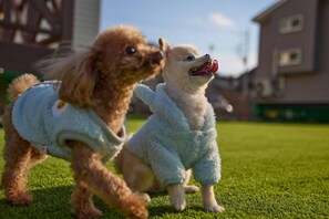 Two small dogs on a grassy surface with buildings in the background. - SolanaFujiyamanakako (Yamanakako)