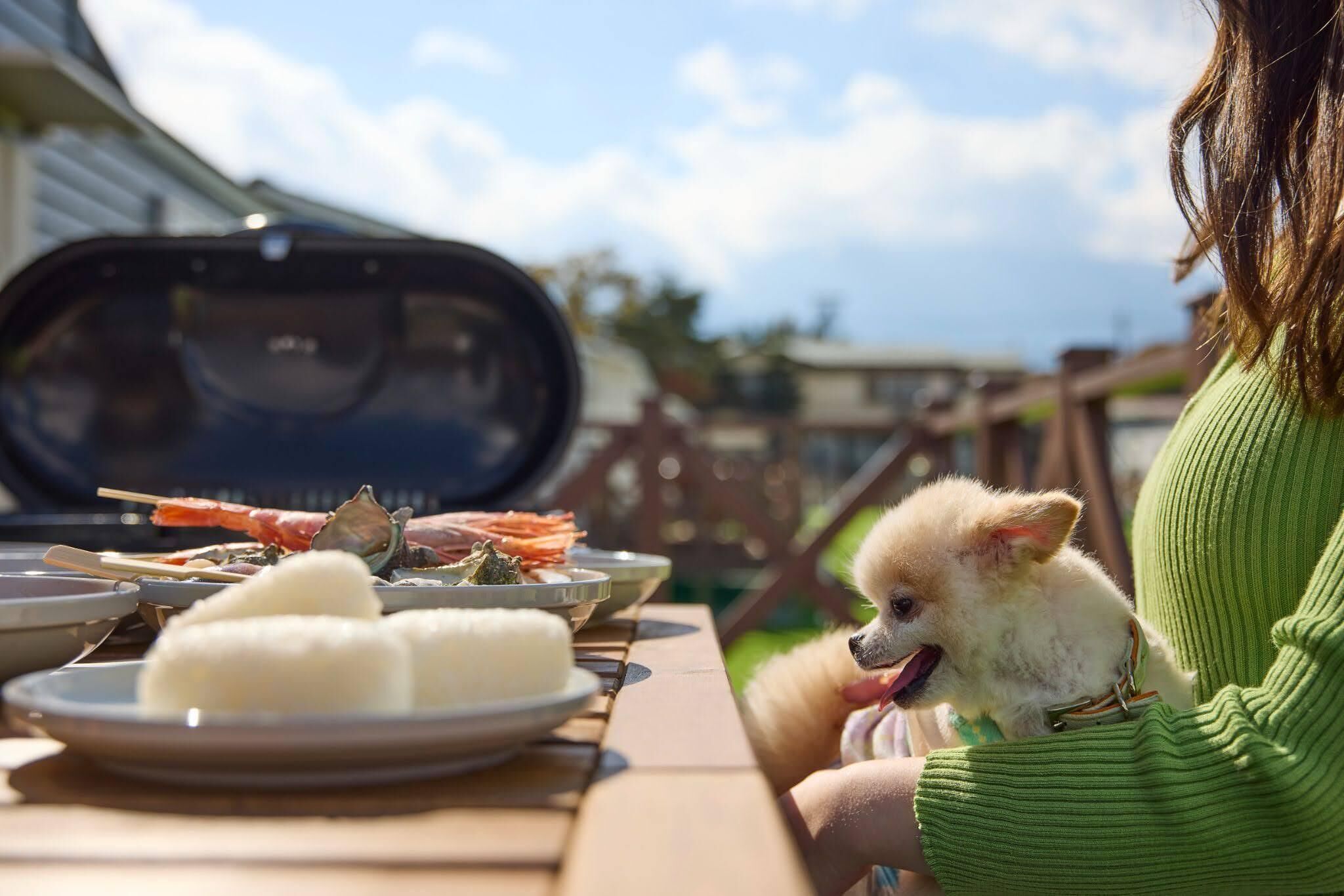 A dining table with various dishes and a small dog.