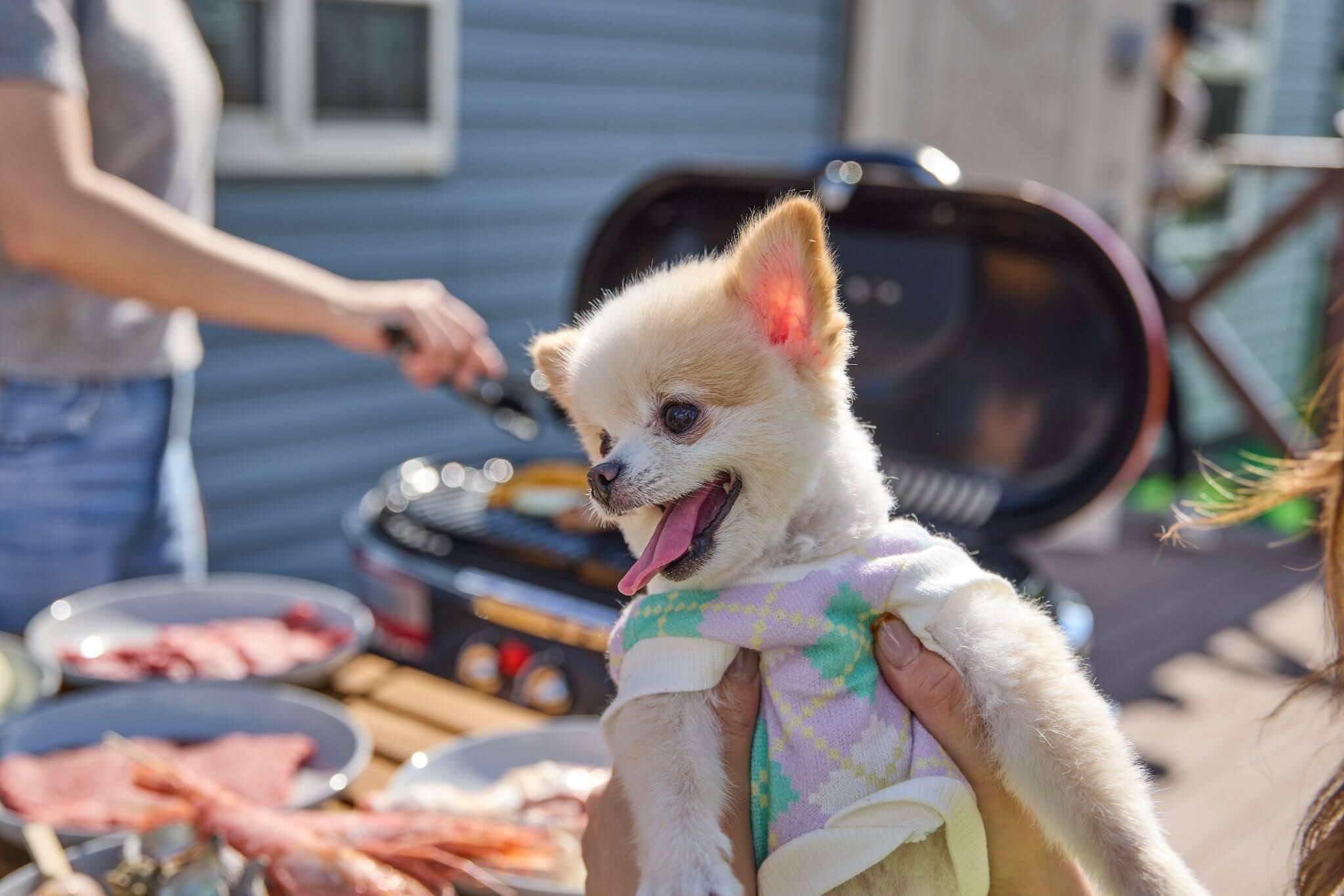 A small dog wearing a patterned sweater, being held by a person.