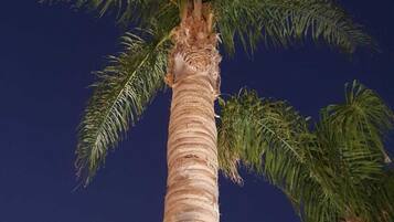 A tall palm tree with a textured trunk and green fronds against a dark sky.