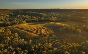 An aerial view of a vineyard with rows of grapevines and surrounding forested areas.