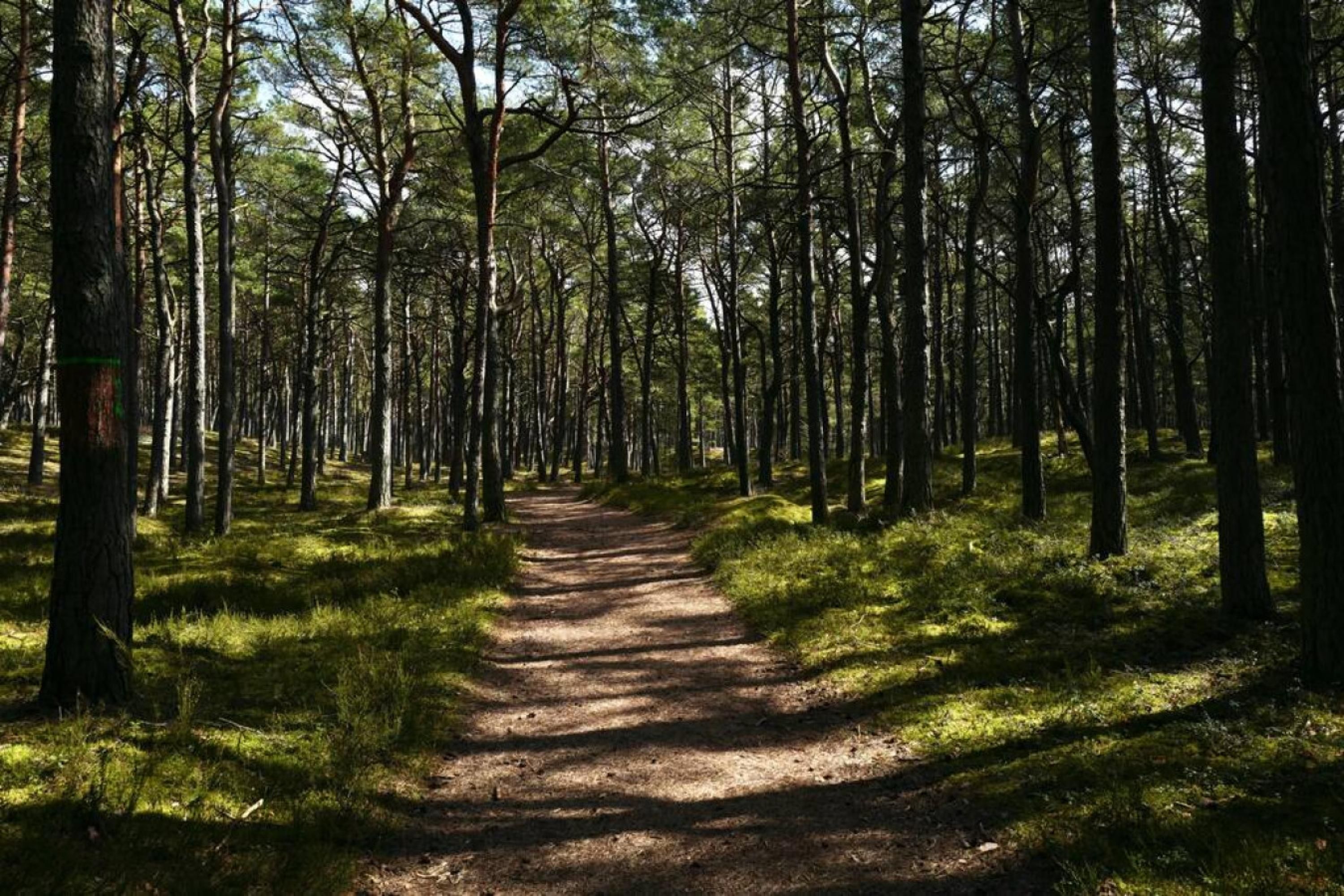 A forest path surrounded by tall trees.