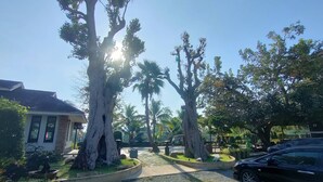 A residential area with large trees, a pathway, and a parked car. - Evergreenresort (Makham)