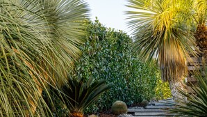 A set of stone steps leading up to a garden area with various plants and a cactus. - Golf Villa - Heated Pool Golf Course (Ponte de Lima)