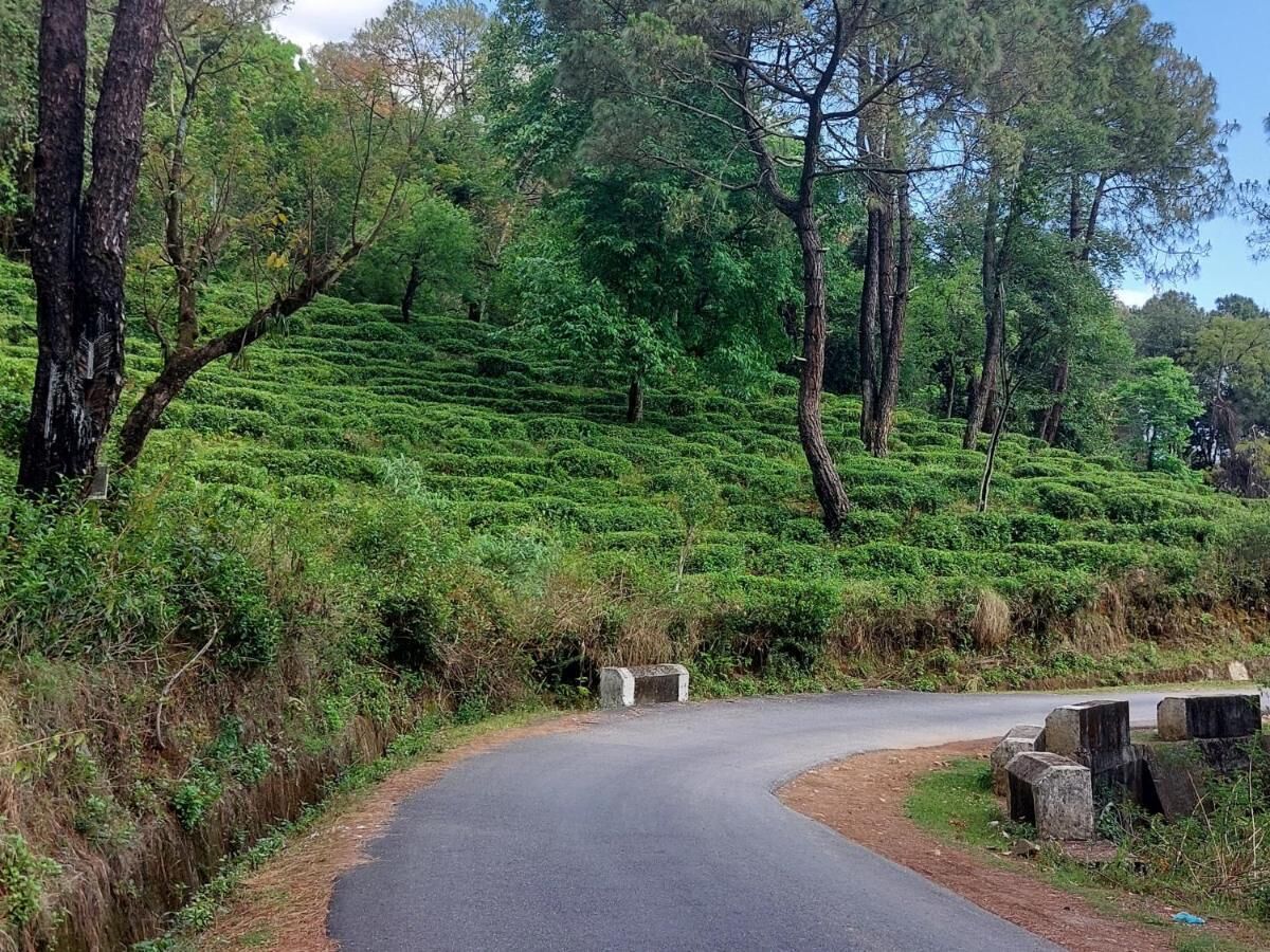 Une route sinueuse traverse un paysage verdoyant et luxuriant, parsemé d’une végétation dense et d’arbres imposants.