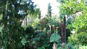 Un jardín exuberante con follaje denso y una variedad de plantas, incluyendo una palmera destacada.