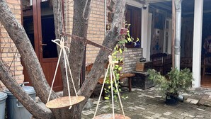 A tree with swings hanging from it, a wooden ladder, and a potted plant.
