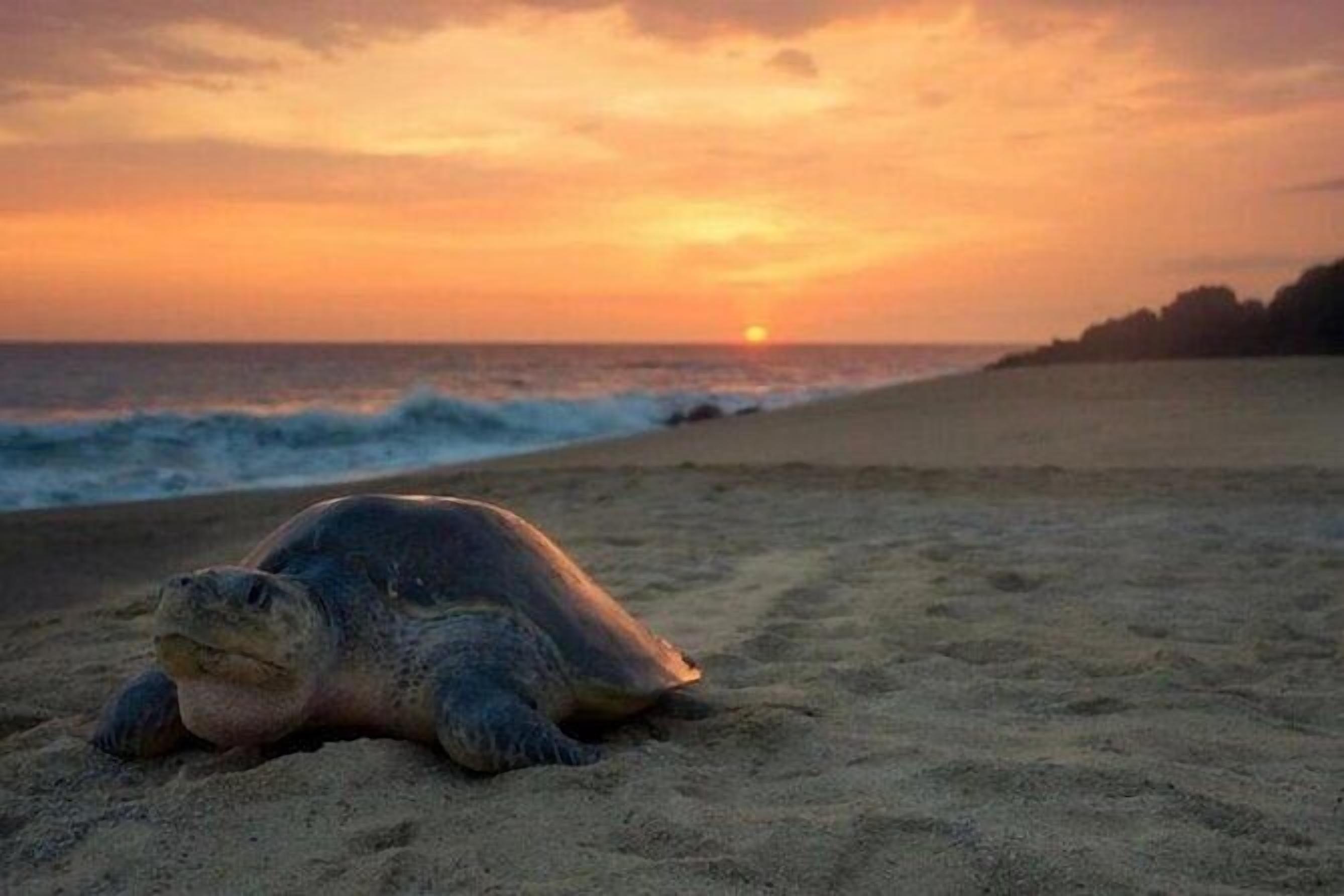 A turtle on a sandy beach with the ocean and a sunset in the background.