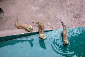 Innenpool, beheizter Pool