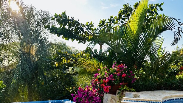 Een zwembad omringd door weelderige begroeiing en felgekleurde bougainvillea bloemen.