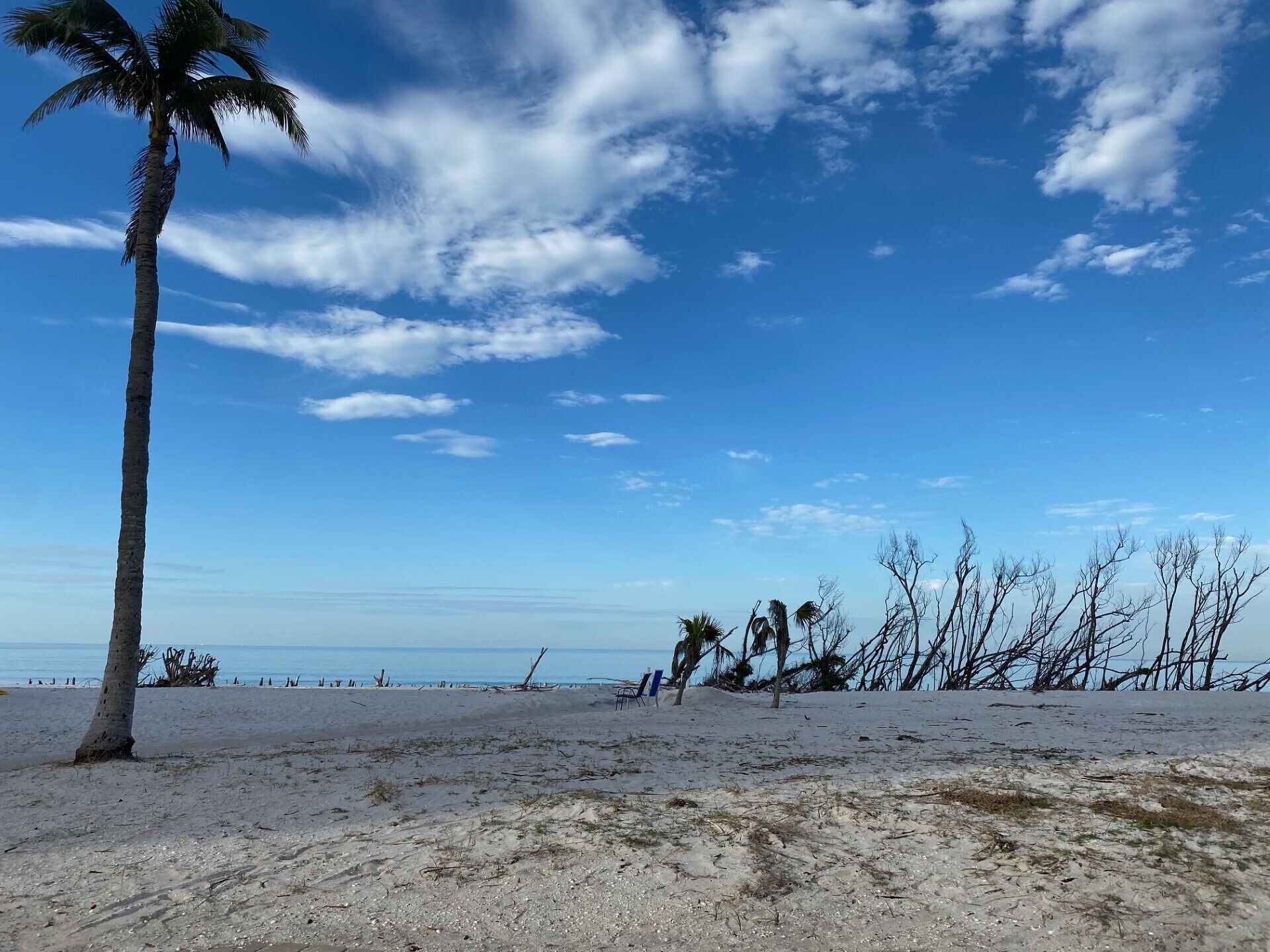 A sandy beach with a palm tree and scattered leafless trees.