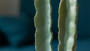 A potted cactus with two prominent, upright stems.