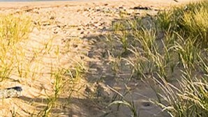 A beach with sand and grass, and the ocean in the background. - Beachside Cottage - on Lake Superior  (Cornucopia)