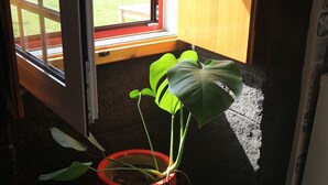 Una habitación con ventana, planta en maceta, suelo de madera y un cubo de basura negro.