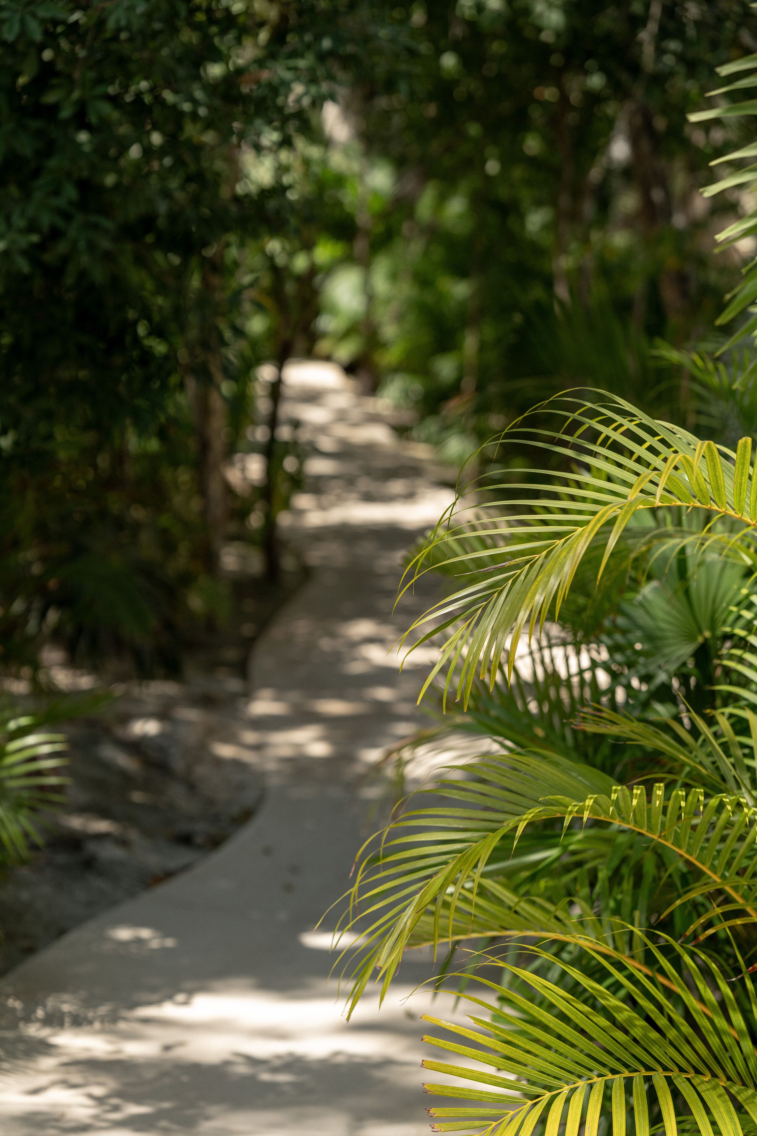 A pathway surrounded by lush greenery and palm trees.