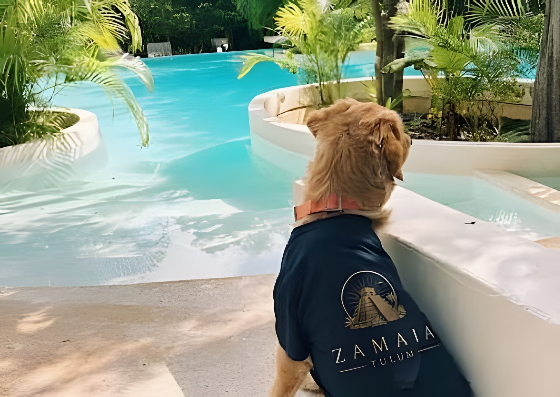 A dog wearing a shirt with 'ZAMATA' and 'TULUN' text, standing by a pool with a tropical garden background.