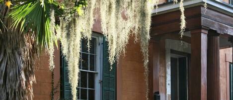 A building facade with hanging moss, green shutters, and a stone column.