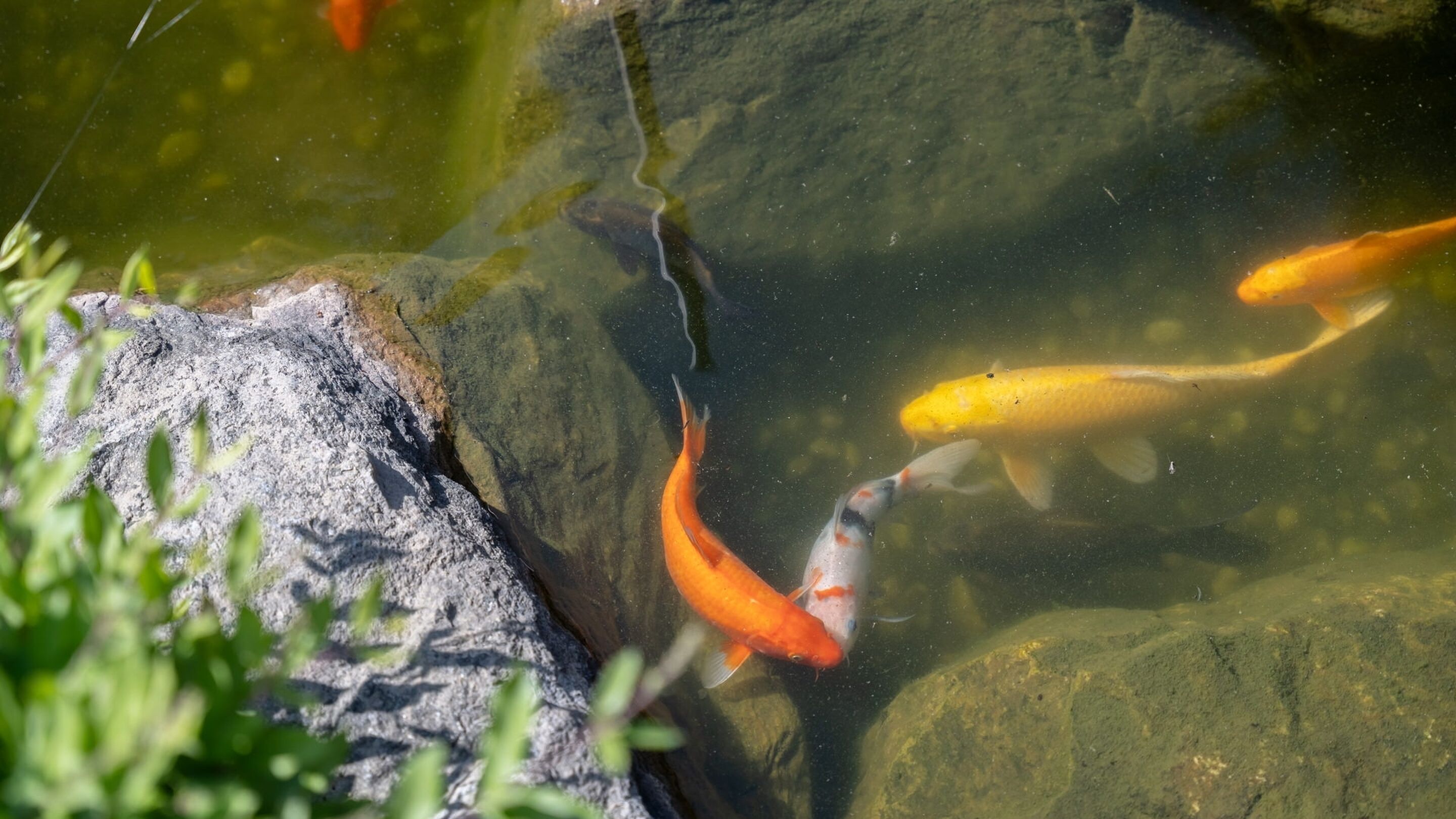 Uno stagno con acque limpide, rocce e carpe koi.
