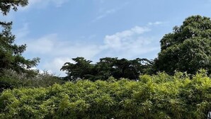 Une piscine entourée d’une haie et d’arbres, avec des chaises longues blanches et des parasols.