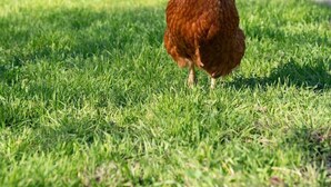 Ein Huhn auf einer grünen Rasenfläche vor einem Haus.