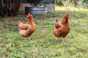 Nicht klassifiziertes Bild, 3 von 41, Schaltfläche