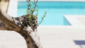 A tree with green leaves and a pool in the background. - BRAND NEW, SECLUDED VILLA WITH PRIVATE POOL AND AMAZING VIEW, CLOSE TO THE TOWN. (Rethimno)