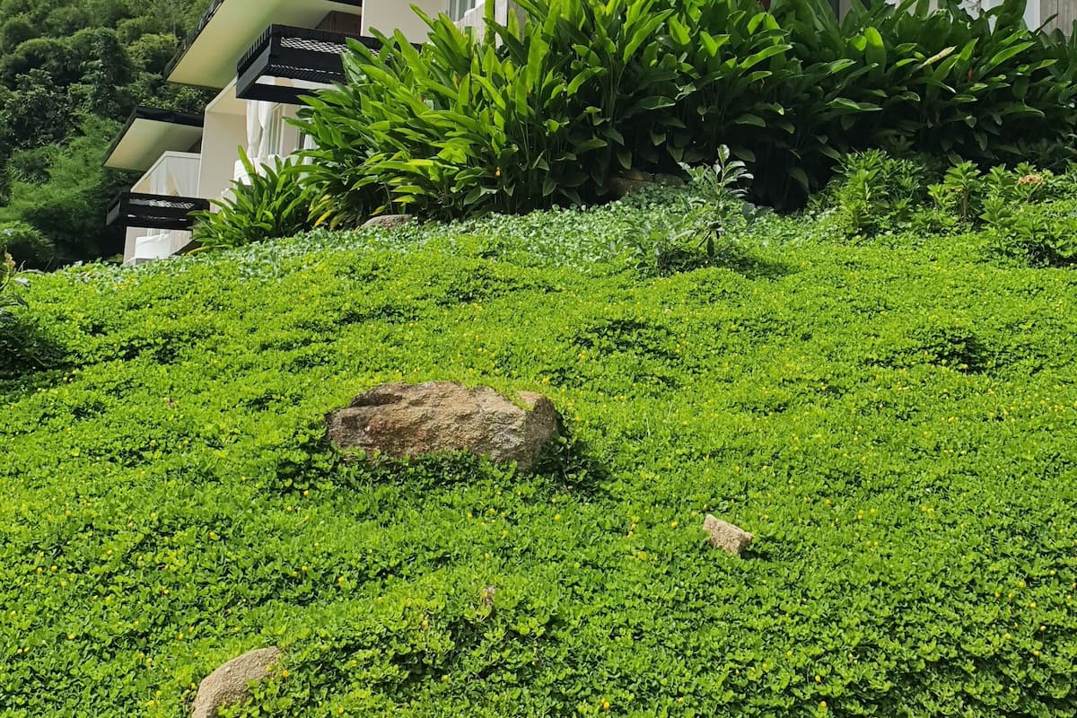 A modern house with a balcony, surrounded by lush greenery and a hilly landscape.