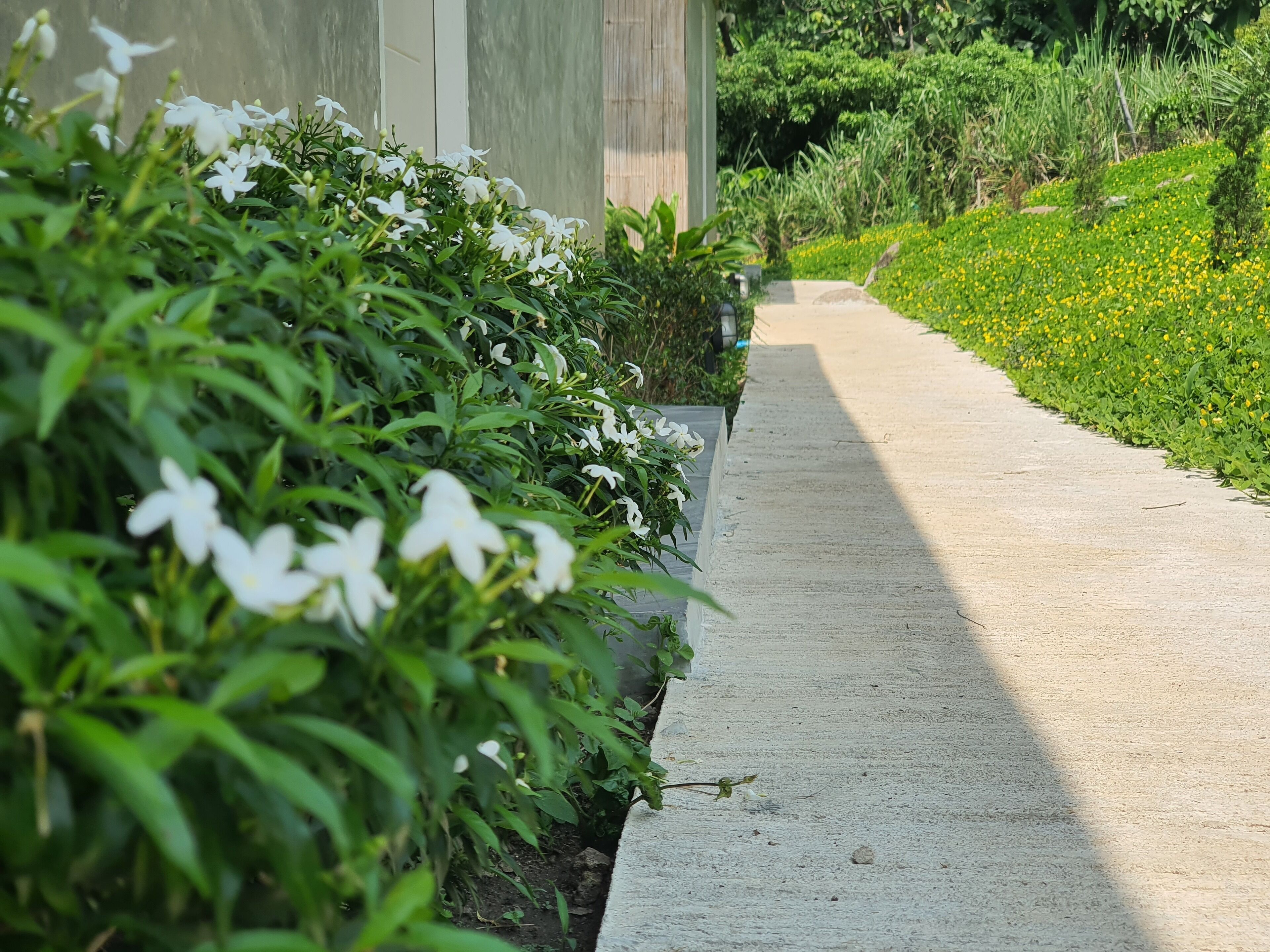 Un sendero de concreto bordeado por vegetación exuberante y flores blancas, que conduce a un edificio con fachada moderna.