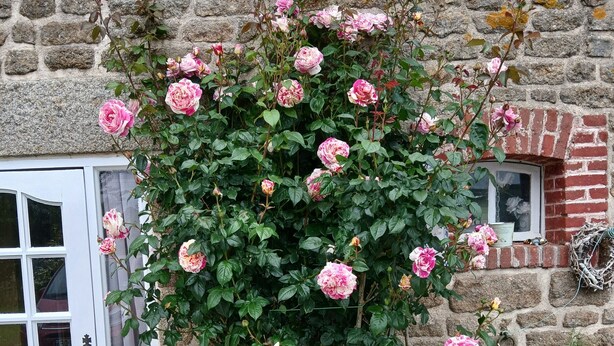 Un mur de pierres avec un rosier en fleurs et une porte blanche.