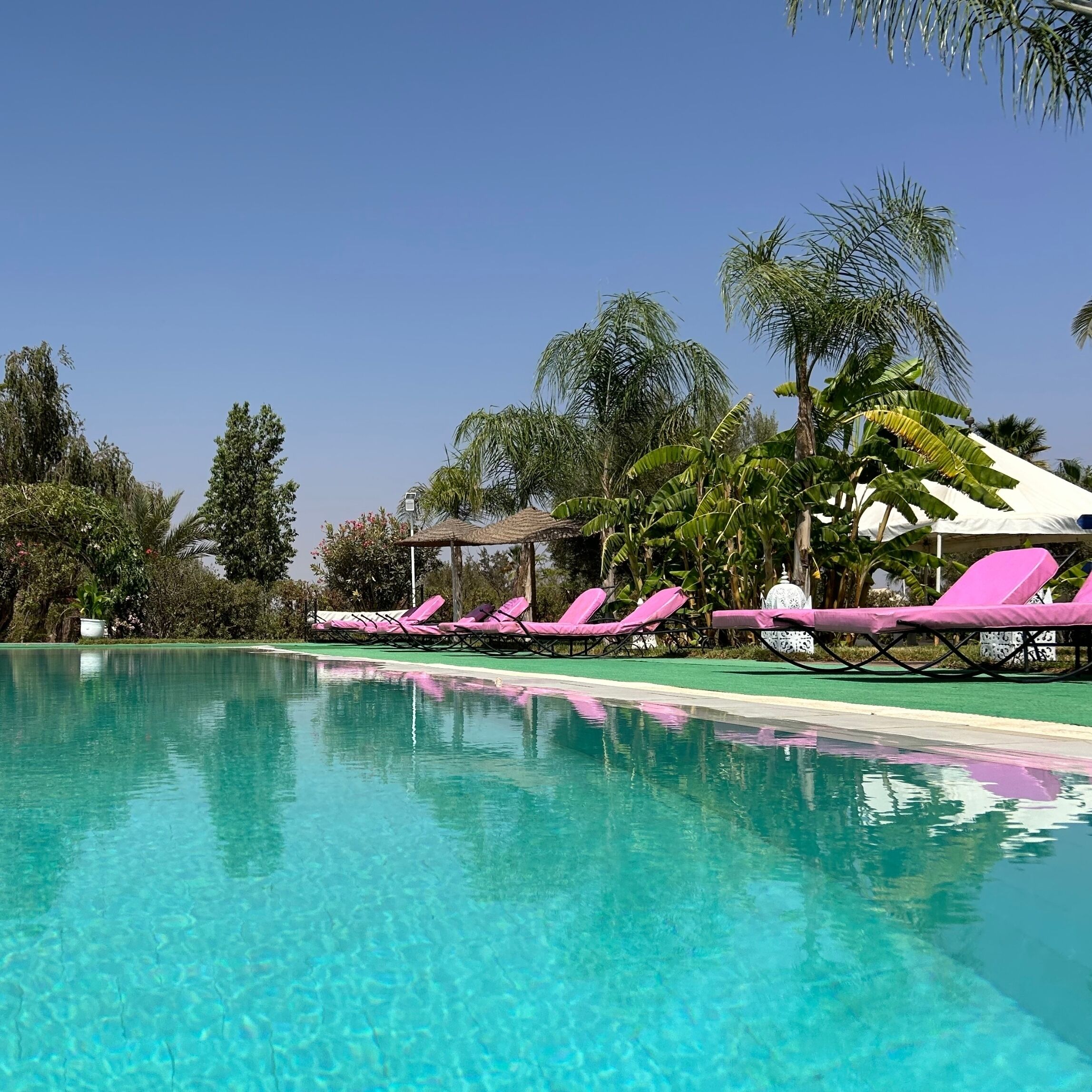 A clear swimming pool with pink lounge chairs and palm trees in the background.