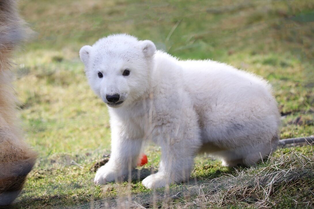 A polar bear cub on grass.