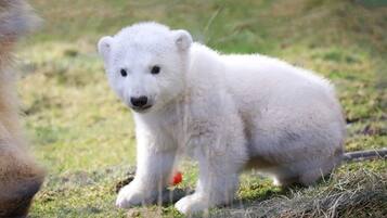 A polar bear cub on grass.