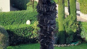 Una palmera en un jardín cuidado con vistas al mar.