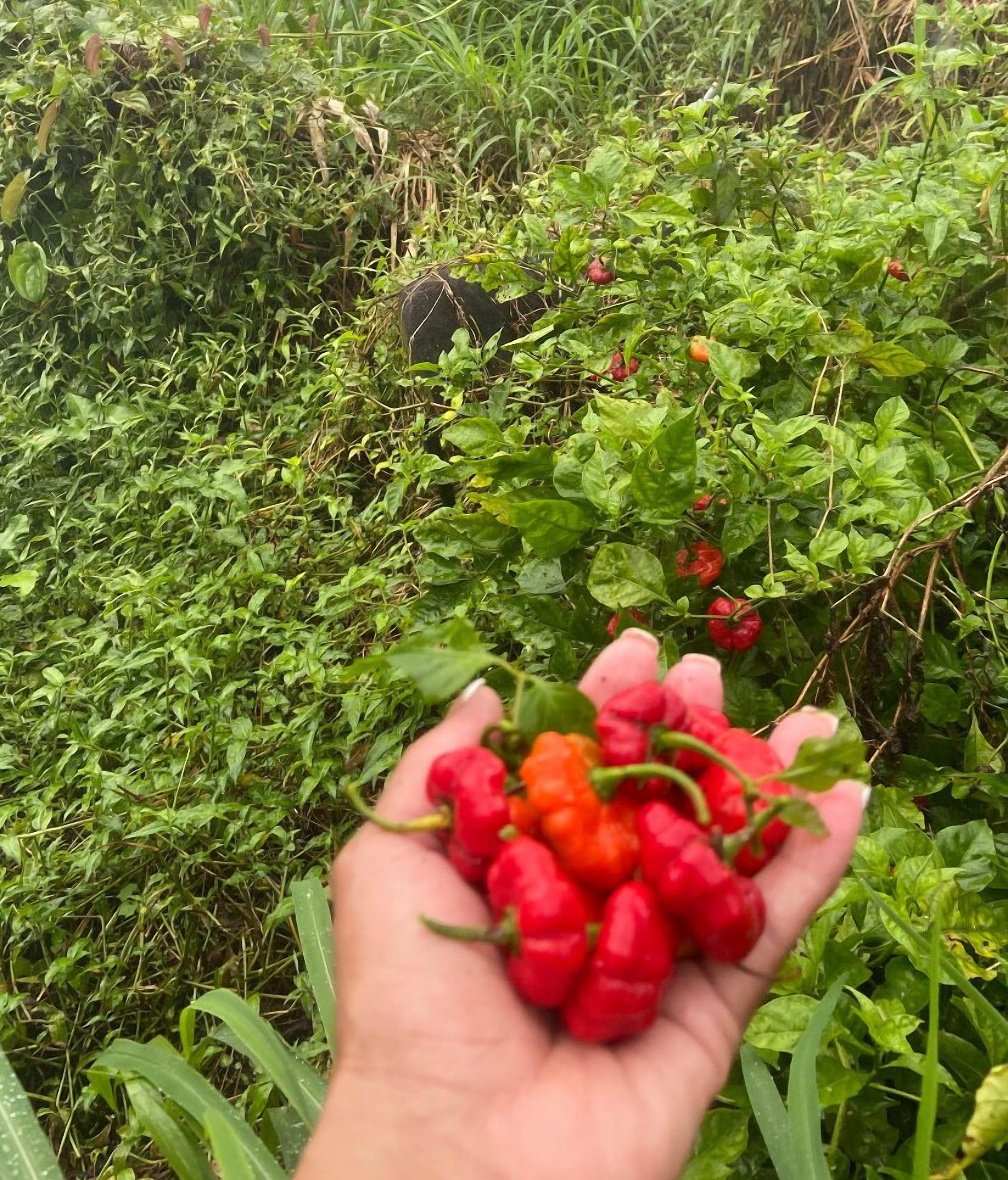 Une main tenant plusieurs piments rouges au milieu d’un feuillage verdoyant.