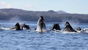 A group of humpback whales breaching in the ocean with a forested mountain in the background.