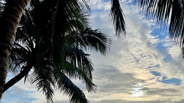 A beach with lounge chairs, palm trees, and a view of the ocean. - Less than 2 minute walk to beach in half moon bay and main strip in west end (West End)