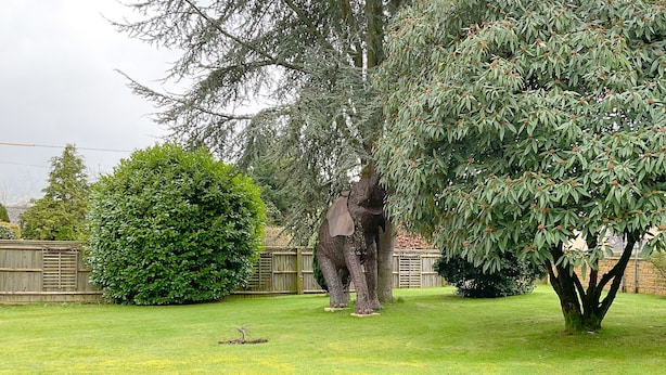 A person trimming a tree in a backyard with a wooden fence and a well-maintained lawn. - Southlands B&B (Cheltenham)