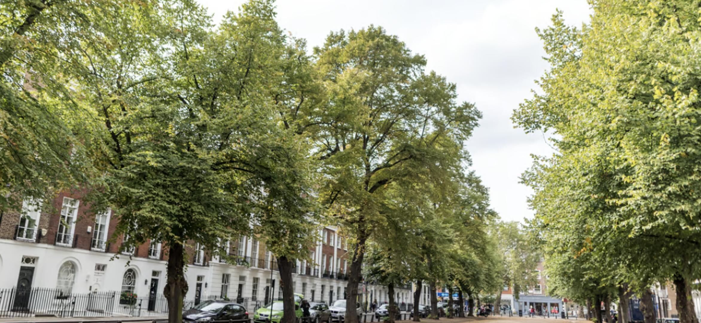 A tree-lined street with parked cars and buildings.