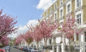 A row of terraced houses with pink flowering trees lining the street. - London Chelsea, Large, 6 People Apartment (London)