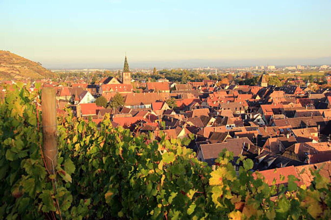 Viñedo con hileras de vides y un pueblo con edificios de tejados rojos al fondo.