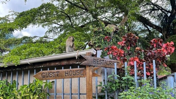 Un segnale di legno indica 'GUEST HOUSE' e 'RESTAURANT', circondato da vegetazione e un albero.