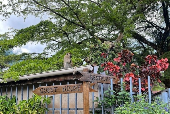 Exterior detail - Caffè Roma l'Originale - Boutique Lodge (Kampala)