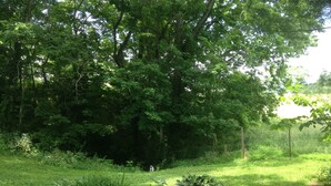 Een weelderige tuin met diverse planten en bomen, een kleine rode bloem en een houten omheining.