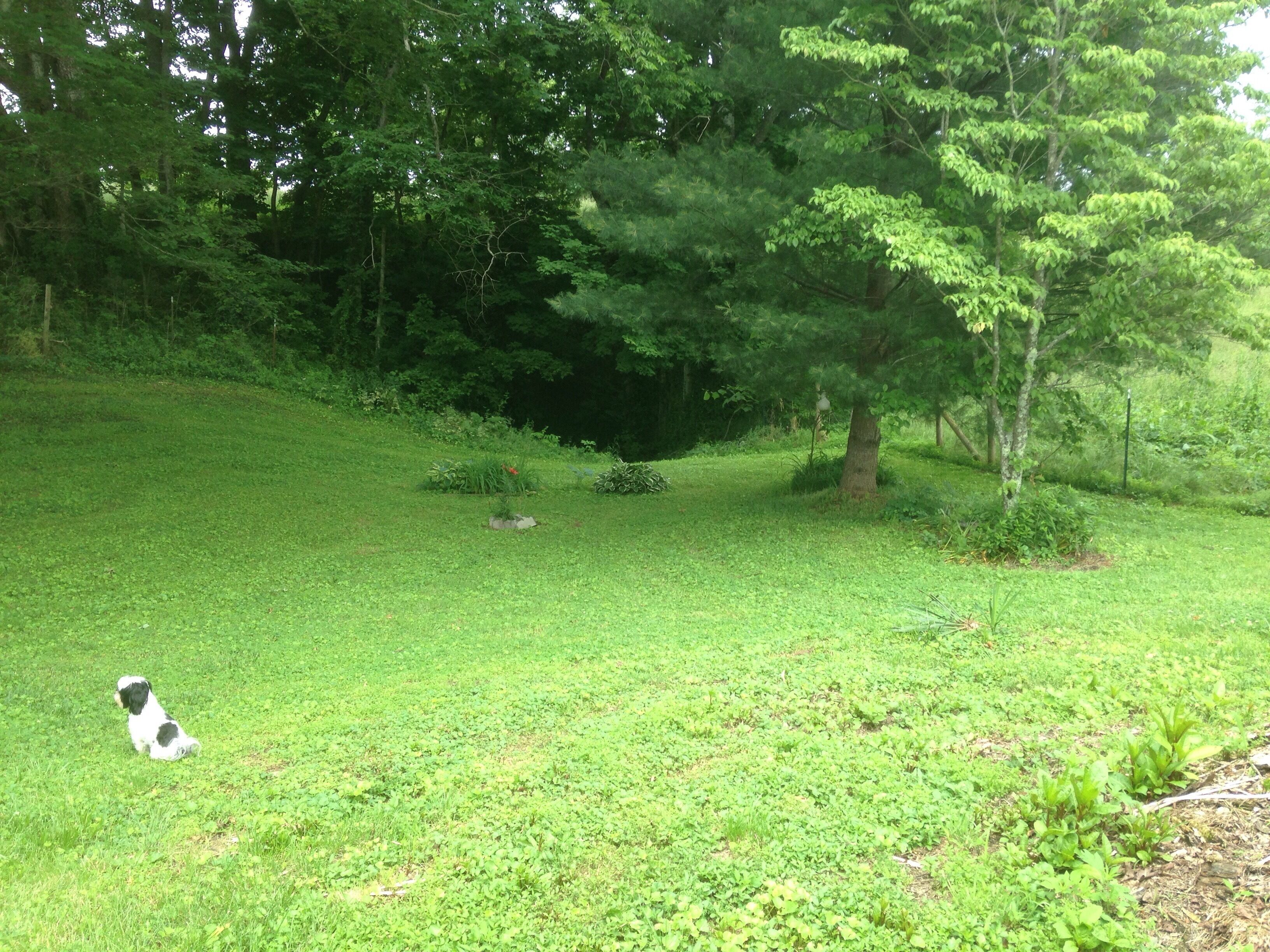 A grassy field with a dog and a tree.