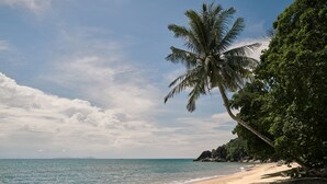 Uma praia com palmeira, céu claro e mar calmo.